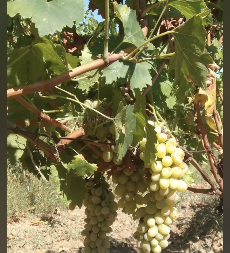 Продава ПАРЦЕЛ, гр. Генерал Тошево, област Добрич