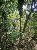 Продава ПАРЦЕЛ, област Русе, с. Пиргово • 9950 € • 21504136 — Holmes.bg
