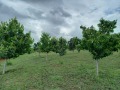 Продава ЗЕМЕДЕЛСКА ЗЕМЯ, с. Крайници, област Кюстендил, снимка 2