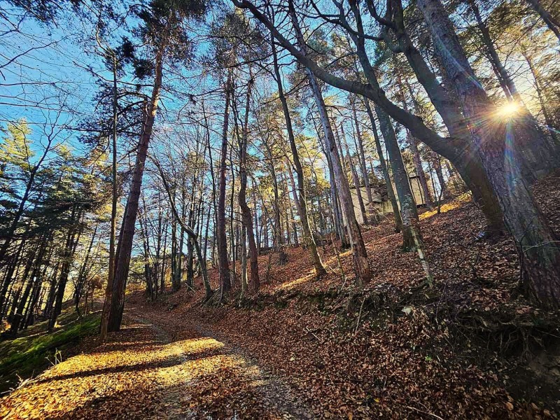 Продава ЗЕМЕДЕЛСКА ЗЕМЯ, с. Бойково, област Пловдив, снимка 7 - Земеделска земя - 52449630