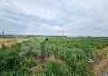 Продава ПАРЦЕЛ, с. Преславен, област Стара Загора, снимка 2