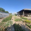 Продава КЪЩА, област Велико Търново, с. Крушето • 60000 лв. / 30677.51 € • 48691173 7