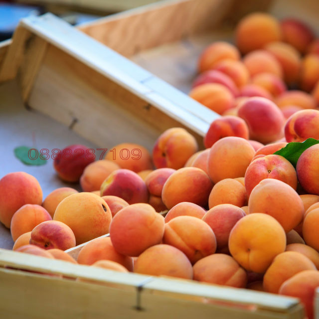 Продава ЗЕМЕДЕЛСКА ЗЕМЯ, с. Зафирово, област Силистра