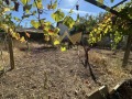 Продава  Къща област Враца , с. Девене , 45 кв.м | 88211640 - изображение [13]