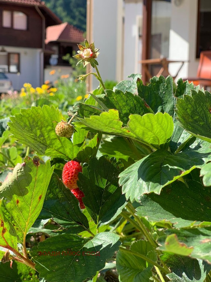 ���� ��� ���� 2-����� | Imot.bg � ����������� 14