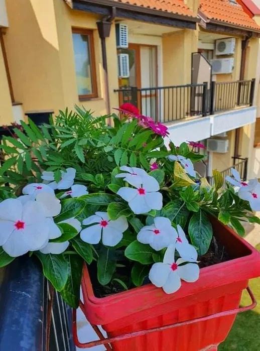 В аренду  2 спальни область Варна , Кичево , 67 кв.м | 77224781 - изображение [7]
