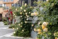 Дава под наем 1-СТАЕН, гр. Варна, к.к. Св.Св. Константин и Елена, снимка 8