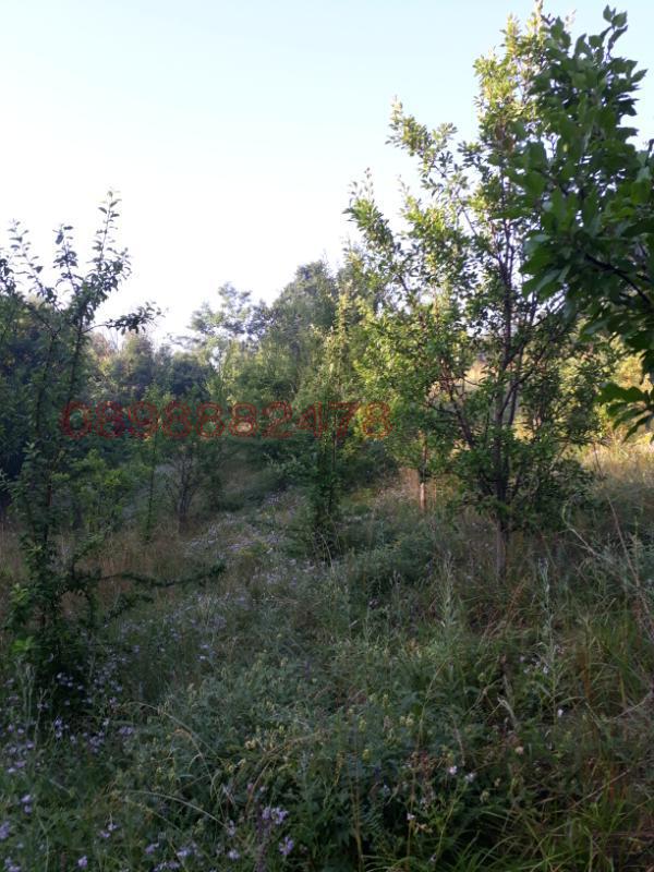 Дава под наем ЗЕМЕДЕЛСКА ЗЕМЯ, гр. Земен, област Перник, снимка 4 - Земеделска земя - 52786593