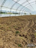Дава под наем  Земеделска земя област Варна , с. Куманово , 1 дка | 23418584 - изображение [4]