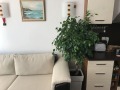 Дава под наем  2-стаен град София , Манастирски ливади , 52 кв.м | 32185038 - изображение [2]