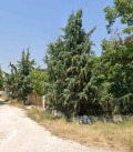 Дава под наем  Място област Пазарджик , с. Дебръщица , 5500 кв.м | 67259439
