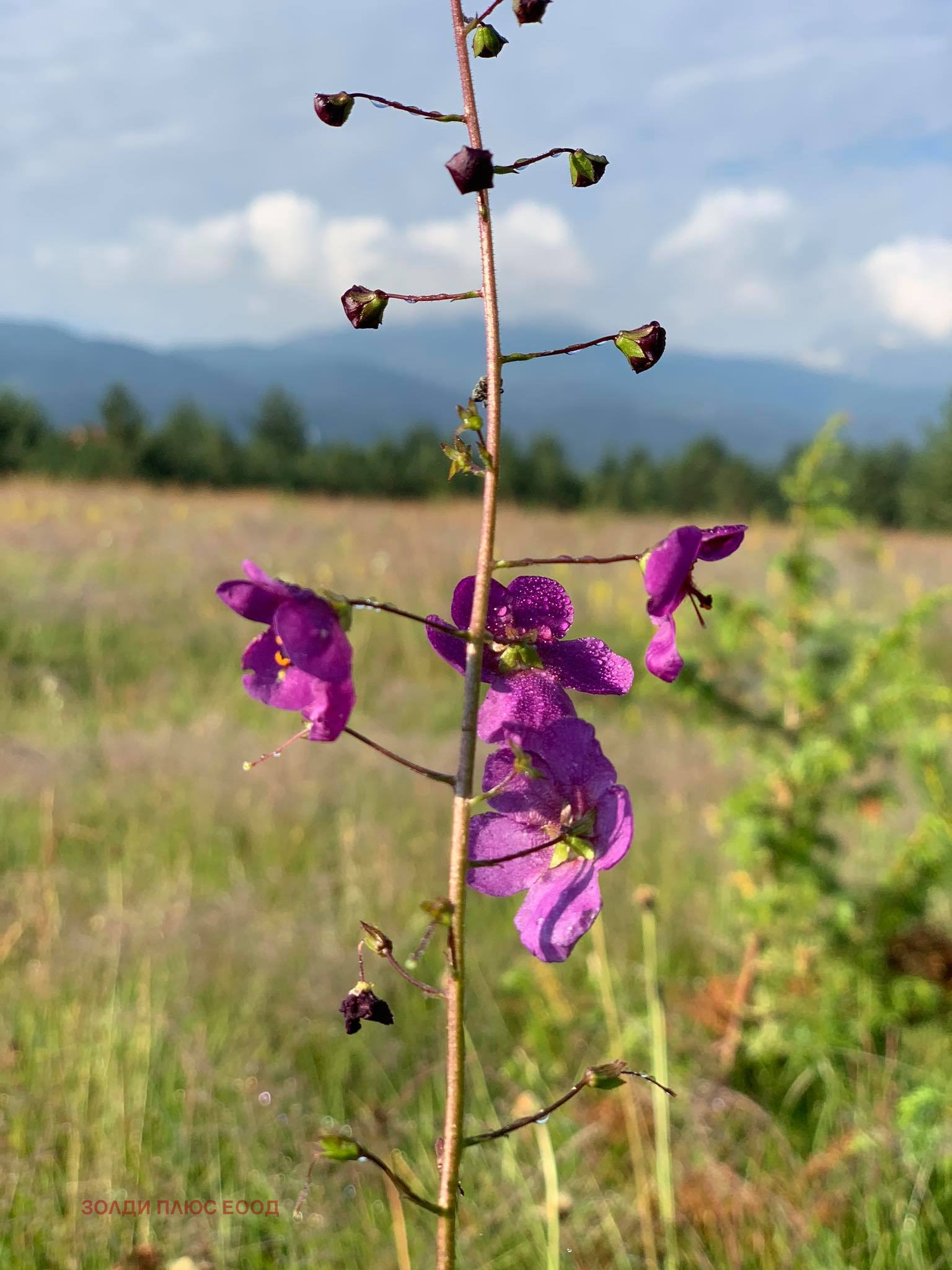 ���� ��� ���� 2-����� | Imot.bg � ����������� 15